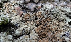 Protoparmeliopsis muralis muralis