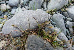 Leptinella pusilla