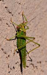 Capnobotes occidentalis