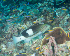 Gracila albomarginata