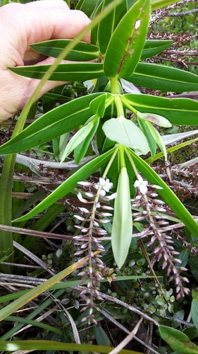 Image of Veronica perbella by (c) naturewatchwidow, some rights reserved (CC BY)