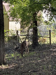 Odocoileus virginianus