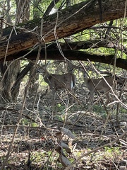 Odocoileus virginianus