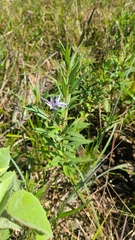 Amsonia rigida