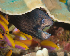 Gymnothorax breedeni