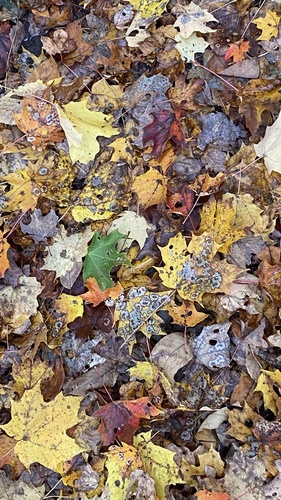Maple Leafcutter Moth photo 3