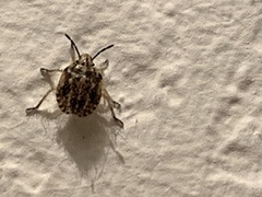 Agonoscelis puberula