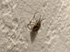 Agonoscelis puberula