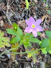 Knowltonia hootae