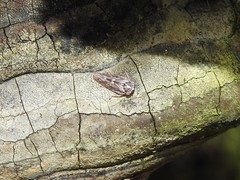 Idiocerus herrichii