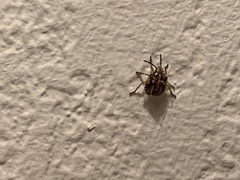 Agonoscelis puberula