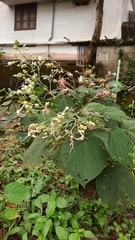 Clerodendrum infortunatum