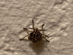 Agonoscelis puberula