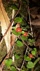 Nertera dichondrifolia