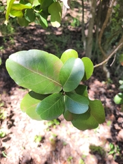 Beilschmiedia berteroana