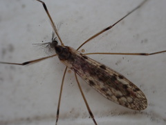 Rhipidia maculata