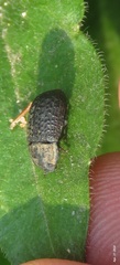 Opatrum subaratum