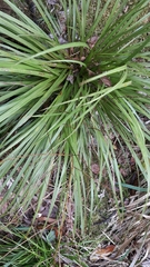 Cordyline pumilio
