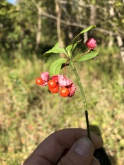 Euonymus obovatus