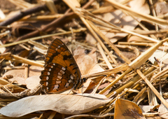 Byblia anvatara crameri