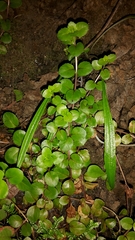 Epilobium rotundifolium