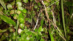 Epilobium rotundifolium