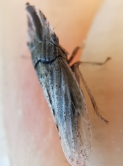 Eupelix cuspidata