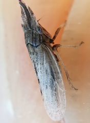 Eupelix cuspidata