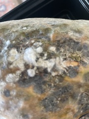 Sclerotinia sclerotiorum