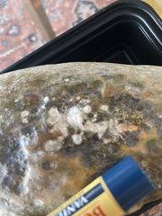 Sclerotinia sclerotiorum