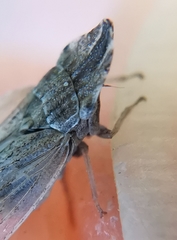 Eupelix cuspidata