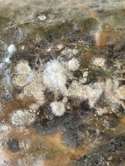 Sclerotinia sclerotiorum