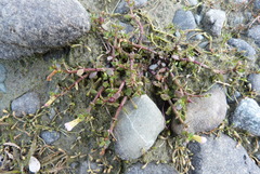 Gratiola sexdentata