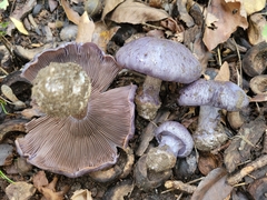 Cortinarius subsolitarius