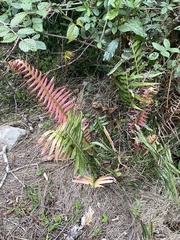 Blechnum capense