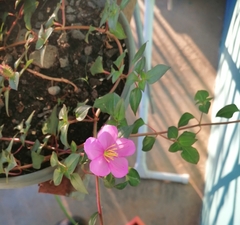 Heterotis rotundifolia