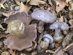 Cortinarius subsolitarius