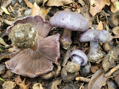 Cortinarius subsolitarius