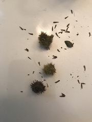 Sycophila quercilanae