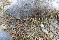 Glossostigma elatinoides