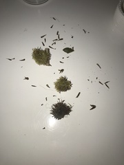 Sycophila quercilanae