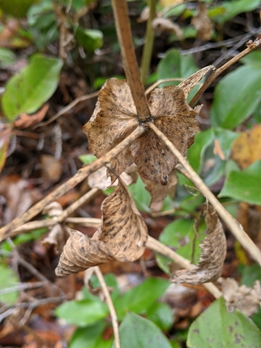 Image of Lathyrus polyphyllus by (c) John A Haskins, some rights reserved (CC BY)