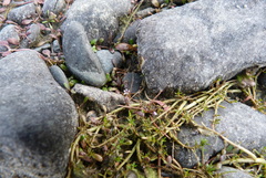 Glossostigma elatinoides