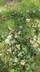 Trifolium repens