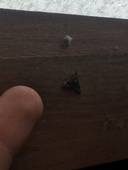 Isonomeutis amauropa