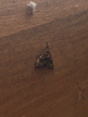 Isonomeutis amauropa