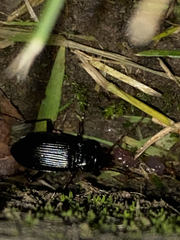 Nebria brevicollis