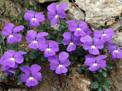 Viola cenisia