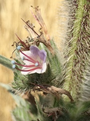 Echium glomeratum