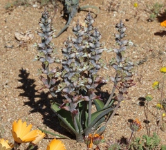 Lachenalia inconspicua